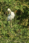 Asian Openbill preening, Gao Giong, Vietnam