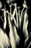 Tulips mono