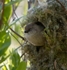 Bushtit female in nest