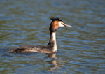 Great Crested Grebe