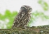 Little Owl