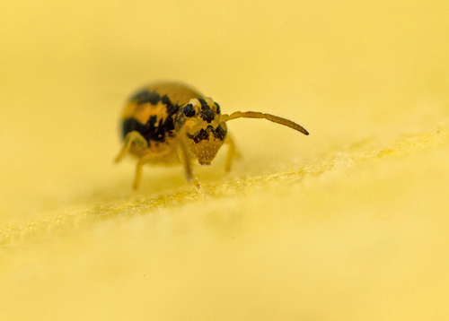 On the underside of a fallen leaf. Warwickshire, January 2014.This is the ornata form, lacking the mid-dorsal stripe.