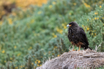 Striated Caracara portfolio