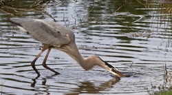 Great Blue Heron _0085