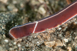 Tubulanus annulatus