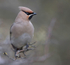 WAXWING HALKYN 23
