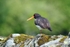 Oystercatcher