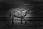 The Horse, Ireland.