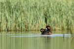 Scaup (female) preening, Iceland