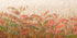 SUMAC - NORFOLK COUNTY