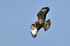 Common Buzzard