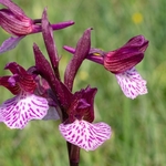 Pink Butterfly Orchid  (Anacamptis papilionacea var grandiflora also known as Orchis papilionacea 