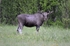 Elk (Moose)