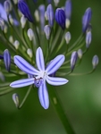 “Out Of The Blue”