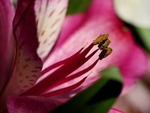 Alstromeira Pollen