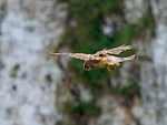 Kestrel