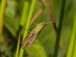 Meadow Grasshopper