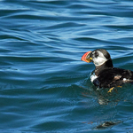 Atlantic puffin Fratercula arctica common puffin