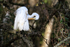 Great Egret attending to feathers, Corkscrew Swamp, Florida