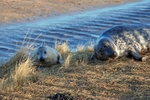 Atlantic Grey Seal