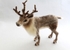 Reindeer