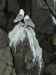 Kittiwakes perched on cliff face, Arnastapi, Iceland