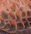 Plumage abstract