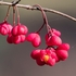 Spindle tree (Euonymus europaeus)