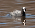 Rails & Coots portfolio