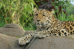 Amur Leopard - Milena
