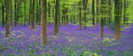 An English Spring - Bluebell Wood EDC257