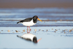OysterCatcher - Haematopus ostralegus