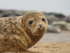 Young Seal