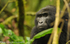 Female mountain gorilla