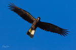 Yellow-tailed Black-cockatoo Female Flying 1 0A3A8897