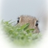 Eyelash Rabbit SD2511