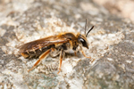 Andrena chrysosceles (f)