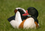 Shelduck