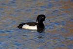 Tufted Duck