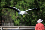 Wood Stork low over boardwalk, Wakodahatchee Wetlands, Florida