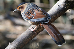Spotted Laughingthrush