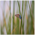 07082329 - Common Blue, Vazon