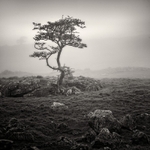 Tree in Mist #2 (square format)