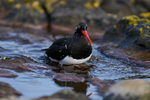 Magellanic Oystercatcher
