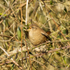 4th March Wren