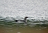 Black-throated Diver
