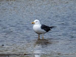 Lesser Black-backed Gull