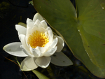 White Water Lilly