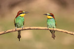 Two European Bee-eaters perched, Montgai, Spain