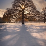 Winter Oak
